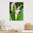 Search for calla lilly Lilies