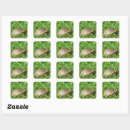 Search for box turtle stickers Nature