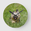 Search for yorky art Playful