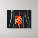 Search for human digestive system posters Close up