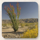 Search for ecology coasters Environment
