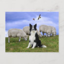 Search for sheep painting postcards Dog