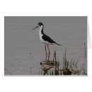 Search for stilt Black necked stilt