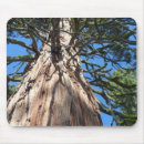 Search for sequoia mousepads Woods