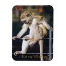 Search for circus magnets Cute
