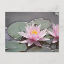 Search for lilypad cards Pond