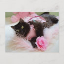 Search for pose postcards Kitty