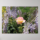 Search for wisteria posters Floral