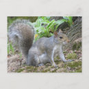 Search for gray squirrel postcards Rodent