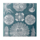 Search for ocean life tiles Coastal