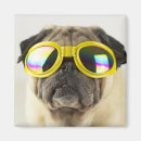 Search for pug magnets Puppy