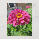 Search for zinnia flower postcards Garden