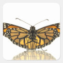 Search for butterfly wings stickers Photography