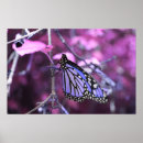 Search for peace butterflies posters Nature