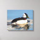 Search for bufflehead Waterfowl