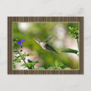 Search for blue hummingbird postcards Birds