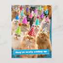 Search for funny cat cards Cats