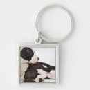 Search for great dane puppy key rings Cute