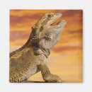 Search for rocking magnets Animals
