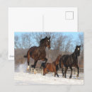 Search for mares postcards Snow