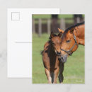 Search for cuddling postcards Animal