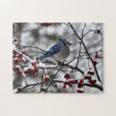 Search for blue jays puzzles Winter