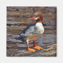 Search for common magnets Wildlife