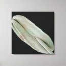 Search for electronic microscope art Biology