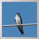Search for swallow posters Photography