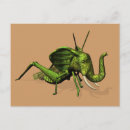 Search for cricket postcards Katydid