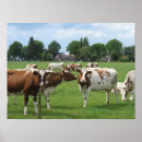 Search for dairy cow posters Cows