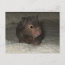 Search for hamster postcards Animals