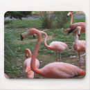 Search for flamingo mousepads Bird