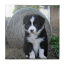Search for collie tiles Puppy