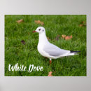 Search for white dove posters Bird