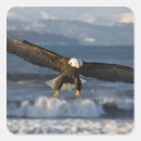 Search for bald eagle stickers Nature