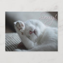 Search for funny cat postcards Cute