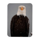 Search for perches cards Eagle