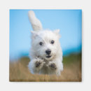Search for terrier magnets Pets