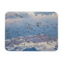 Search for migrating magnets Bird