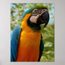Search for amazon jungle posters Bird