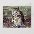 Search for eagle feather postcards Owl