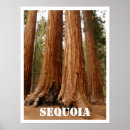 Search for california vacation posters Sequoia national park