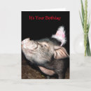 Search for swine cards Farm