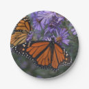 Search for aster plates Purple