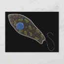 Search for microbes postcards Microorganism