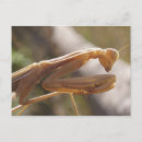Search for mantis photography Wildlife