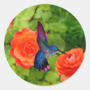 Search for colourful hummingbird stickers Nature