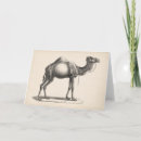 Search for animal sketch cards Antique