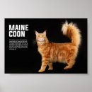 Search for coon posters Feline